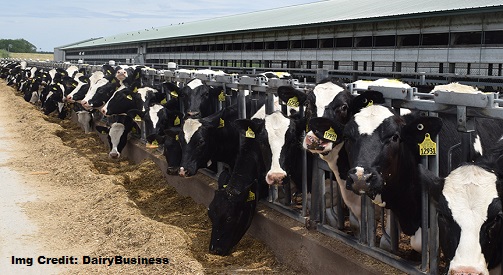 Introducing SENSEHUB Dairy Youngstock by Merck Animal Health